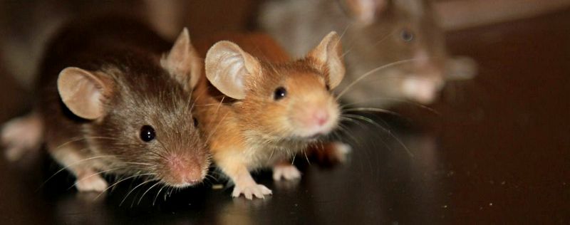 Все о мышах в Асбесте | ЗооТом - продажа, вязка и услуги для животных в Асбесте