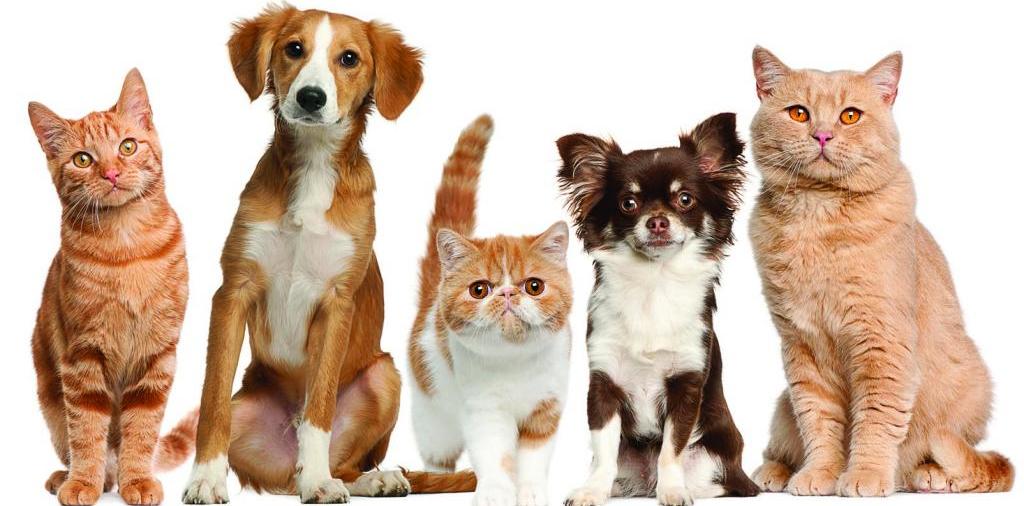Доска объявлений о животных | ЗооТом - продажа, вязка и услуги для животных в Асбесте