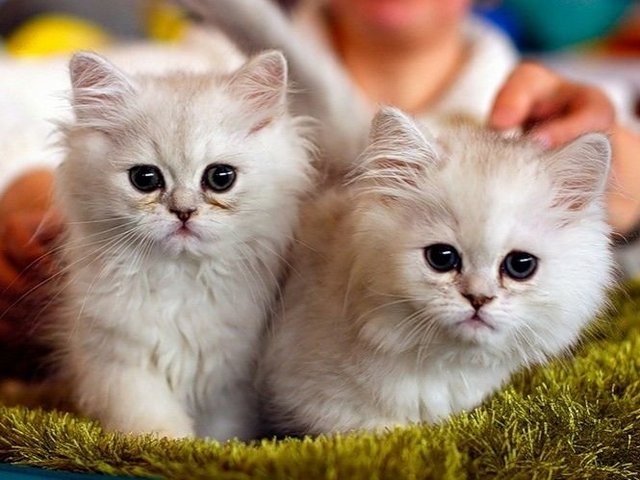 Породы кошек в Асбесте | ЗооТом портал о животных