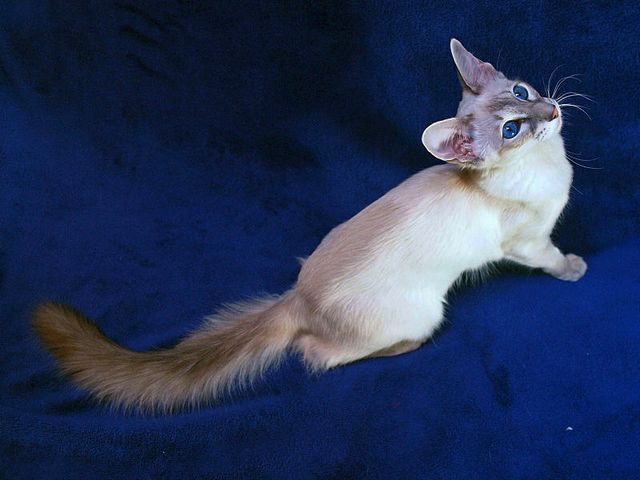 Выведенные породы кошек в Асбесте | ЗооТом портал о животных