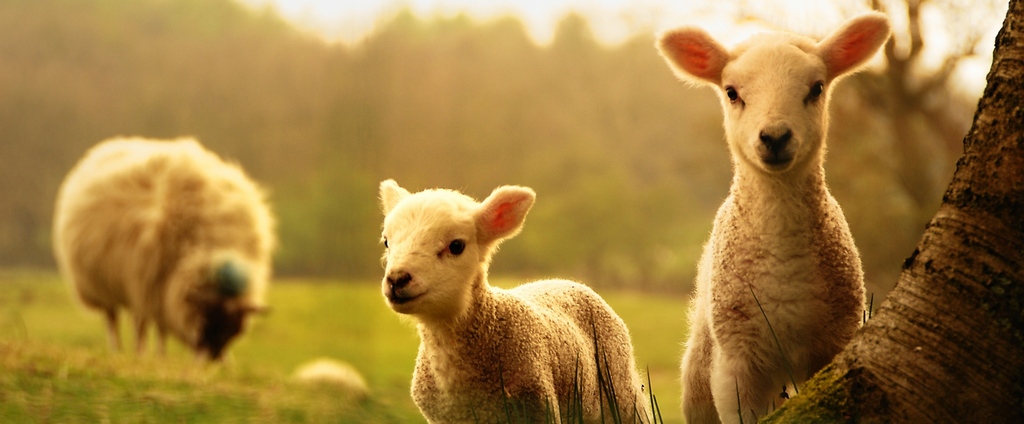 Объявления о сельскохозяйственных животных | ЗооТом - продажа, вязка и услуги для животных в Асбесте