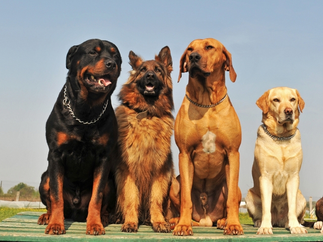 Крупные породы собак в Асбесте | ЗооТом портал о животных